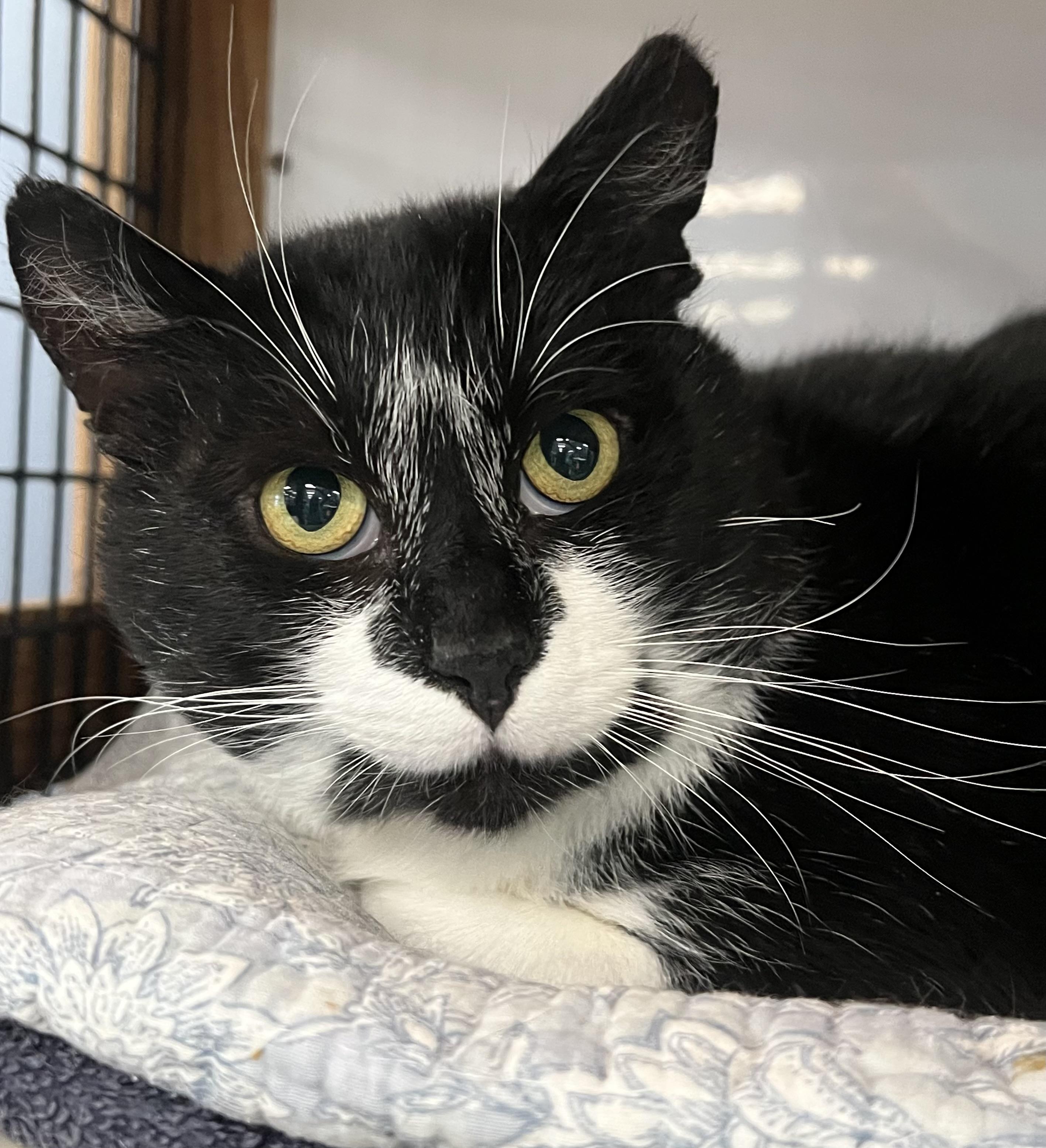 Flipper, ADOPTABLE, Adult Male Domestic Short Hair.