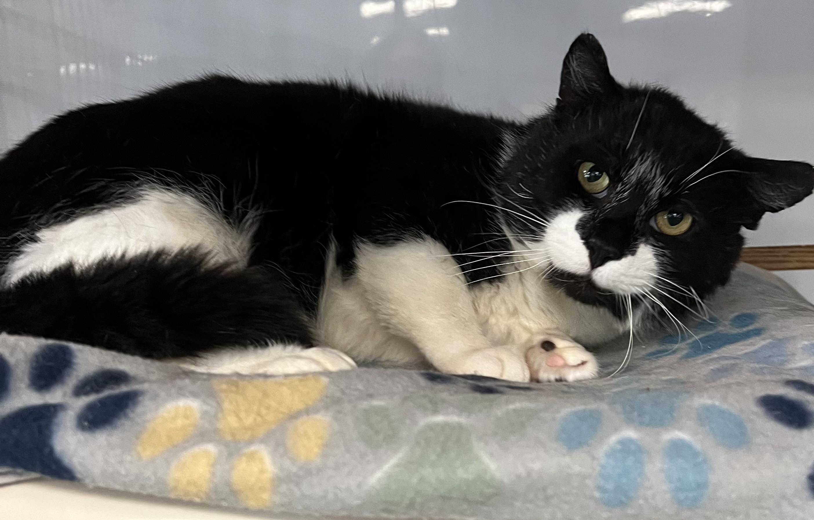 Enlarge Flipper, a ADOPTABLE Domestic Short Hair in Johnston, RI image 4/6