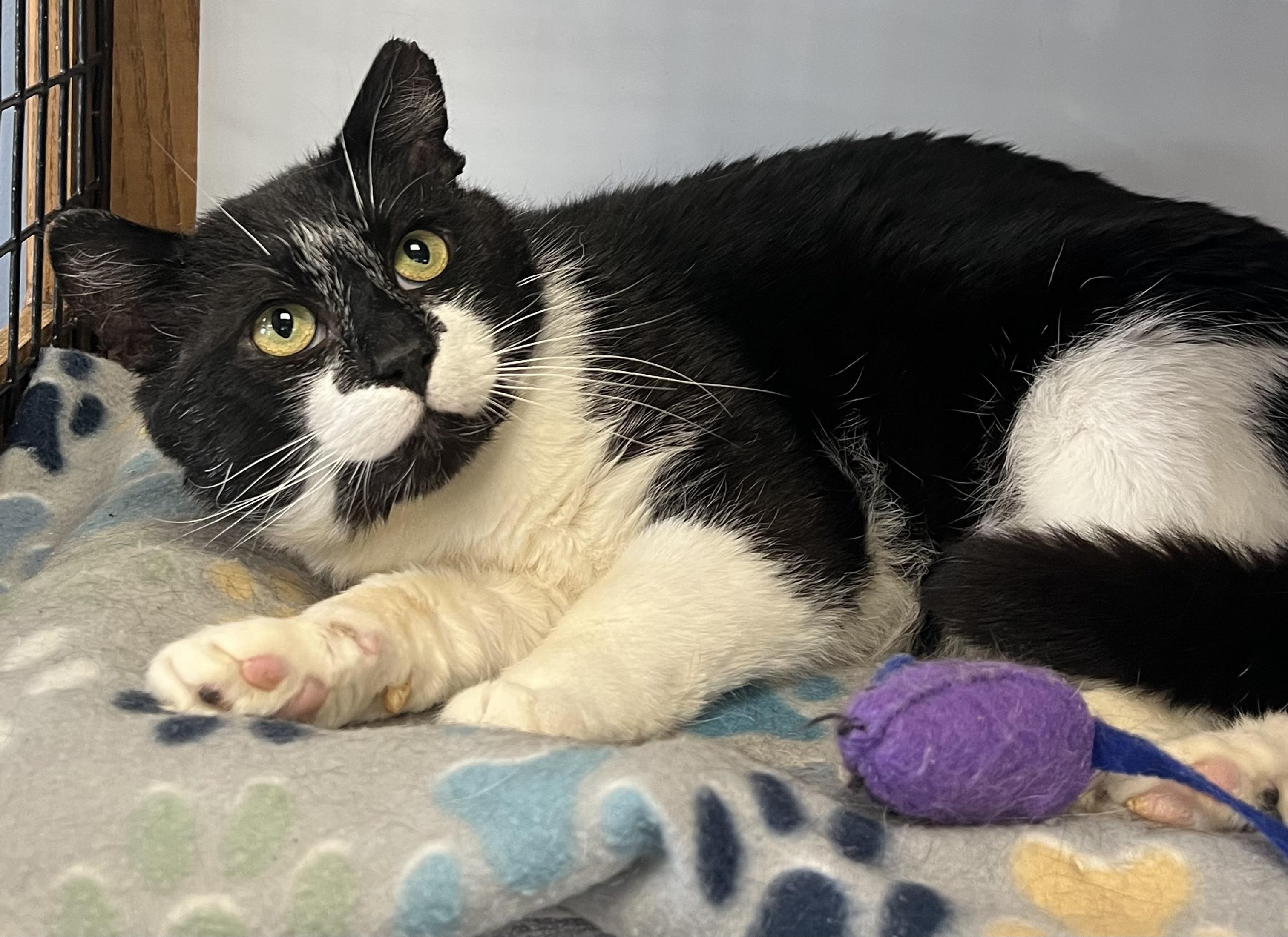 Enlarge Flipper, a ADOPTABLE Domestic Short Hair in Johnston, RI image 2/6