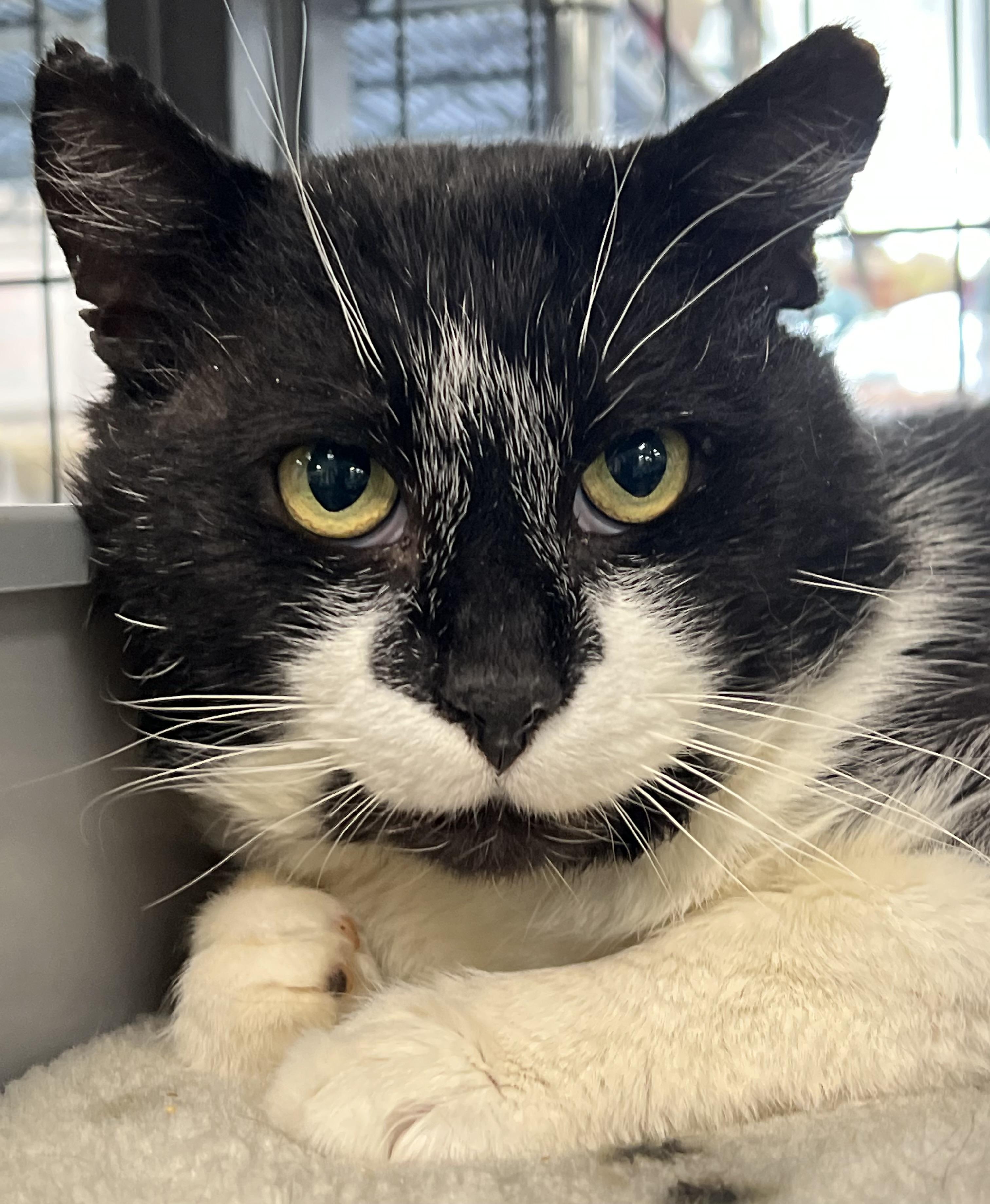 Enlarge Flipper, a ADOPTABLE Domestic Short Hair in Johnston, RI image 6/6