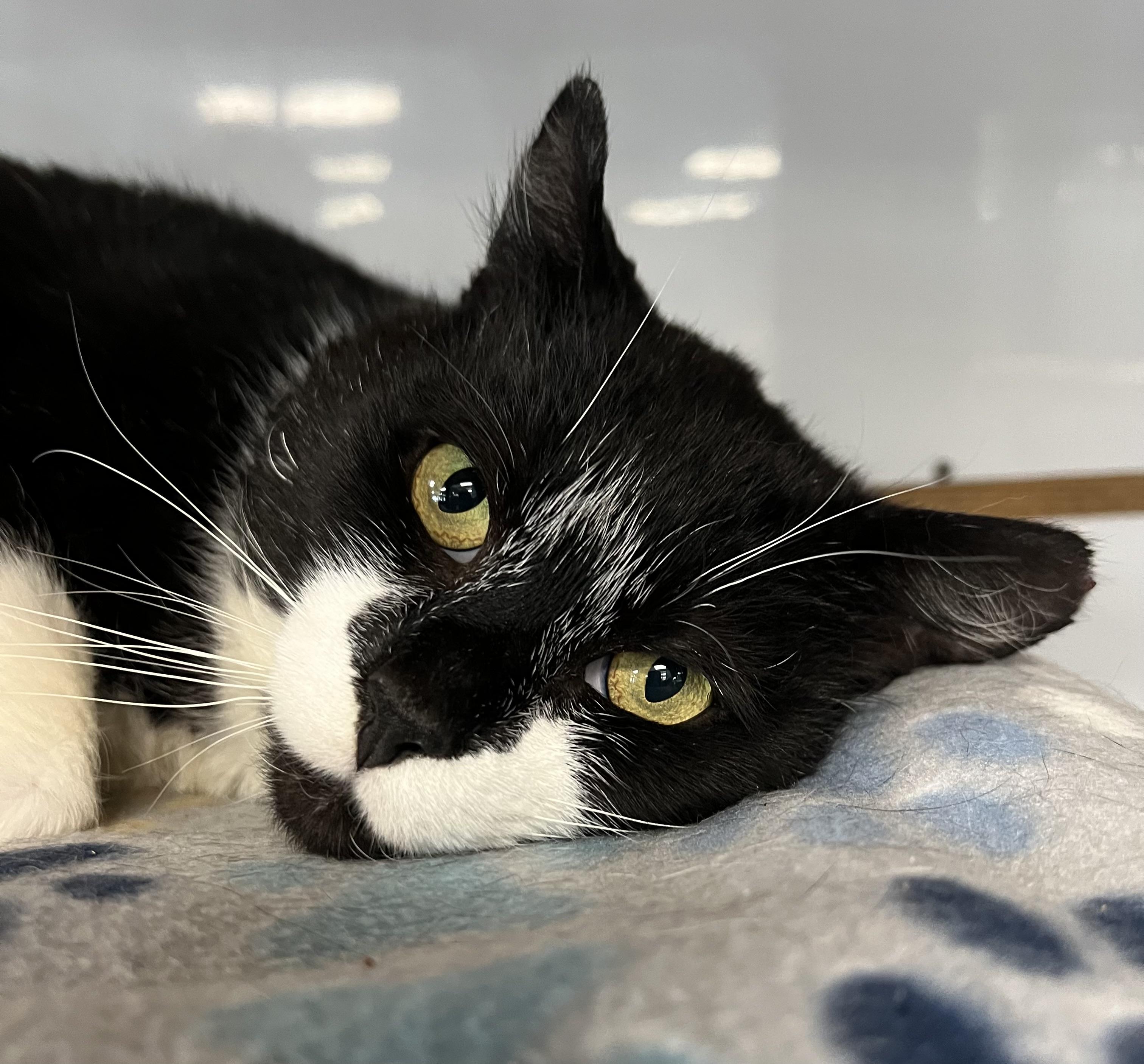 Enlarge Flipper, a ADOPTABLE Domestic Short Hair in Johnston, RI image 3/6