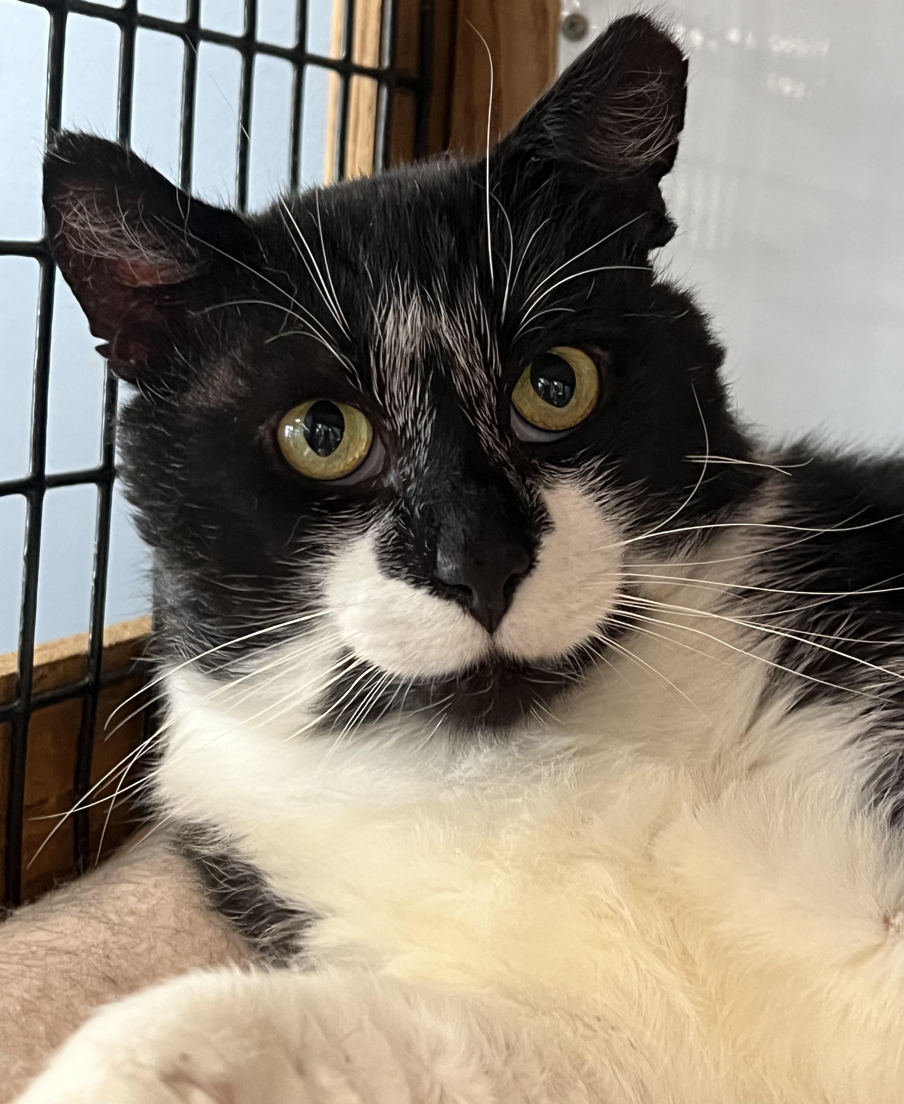 Enlarge Flipper, a ADOPTABLE Domestic Short Hair in Johnston, RI image 1/6
