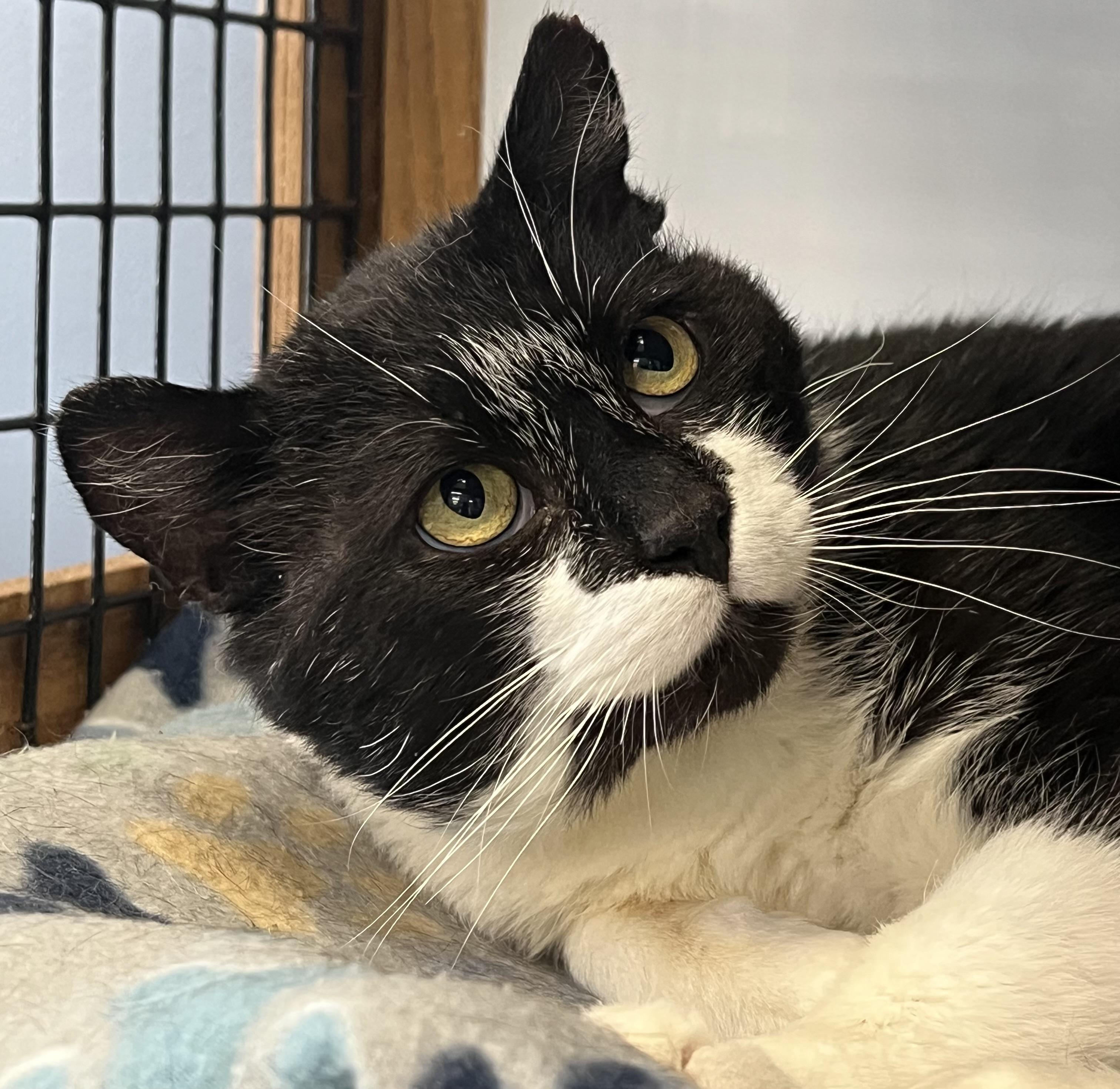 Enlarge Flipper, a ADOPTABLE Domestic Short Hair in Johnston, RI image 5/6