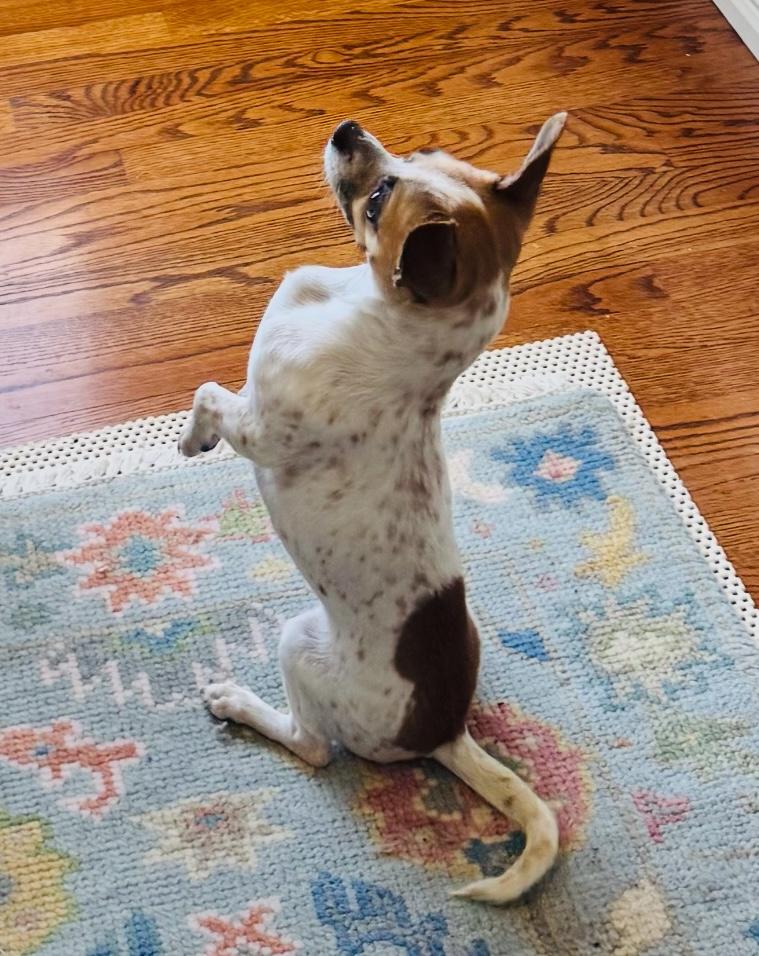 Penelope, an adopted mixed breed in West Falls, NY image 4/4