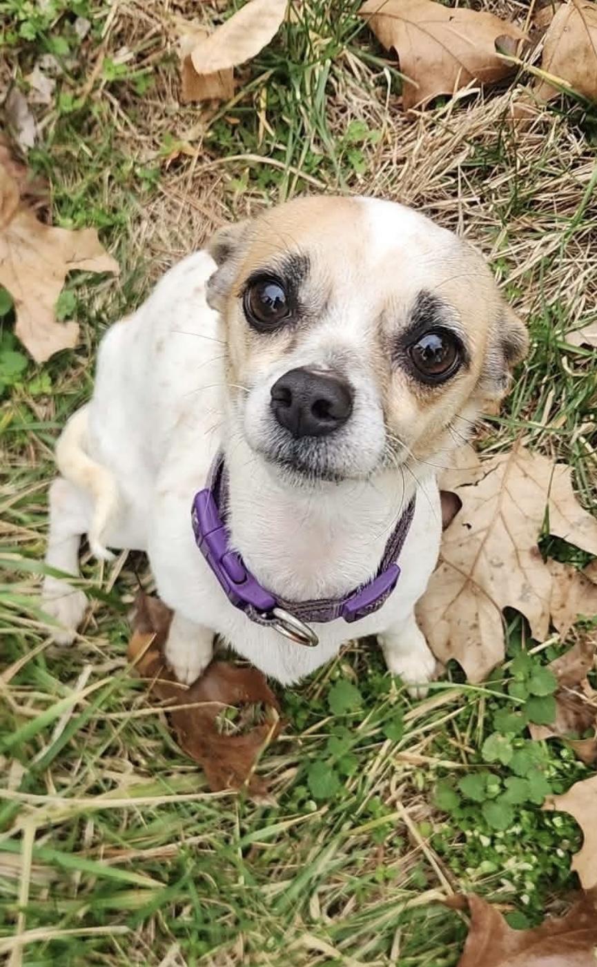 Penelope, adopted, Young Female Chihuahua.