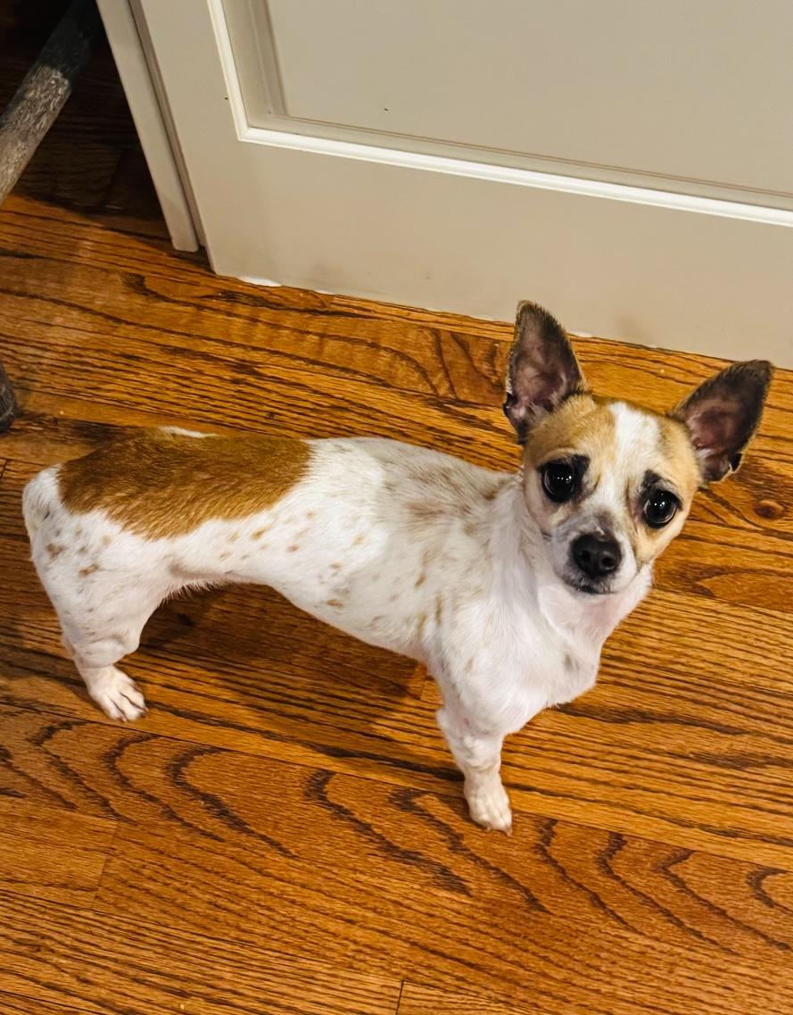 Penelope, an adopted mixed breed in West Falls, NY image 3/4