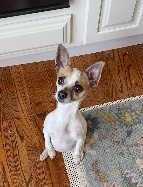 Penelope, an adopted mixed breed in West Falls, NY image 2/4