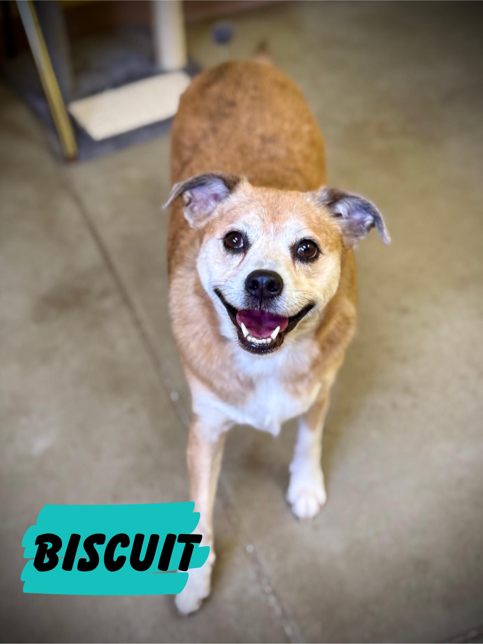 Photo of Biscuit