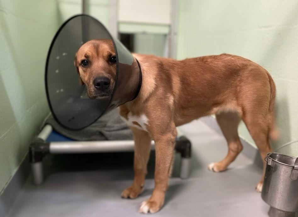 Wonder, Adopted, Puppy Male Mixed Breed.