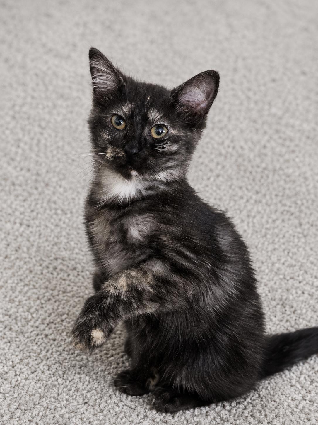 Enlarge Stormi, a Adoptable mixed breed in Rio Linda, CA image 1/1