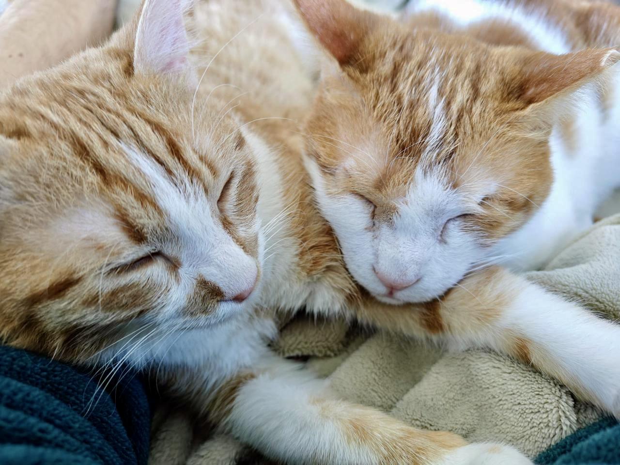 Enlarge Nour, the Ray of Light, a Adoptable mixed breed in Somerset, NJ image 4/6