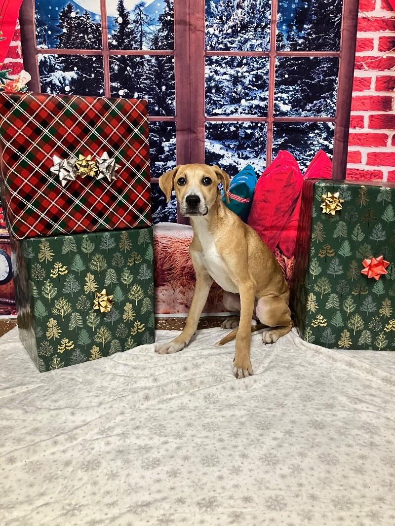 Gouda, Adoptable, Young Female Pit Bull Terrier & Mixed Breed.