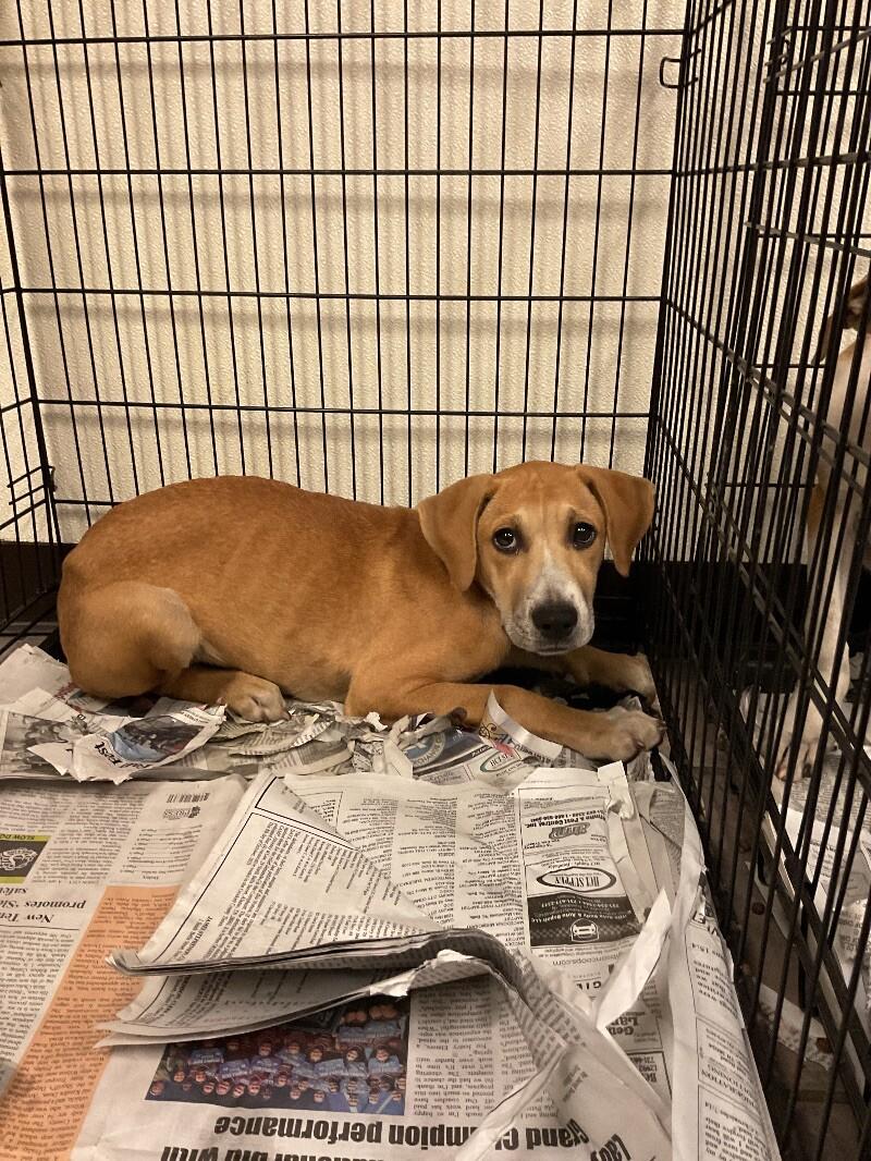 Enlarge Gouda, a Adoptable mixed breed in Jackson, TN image 2/2