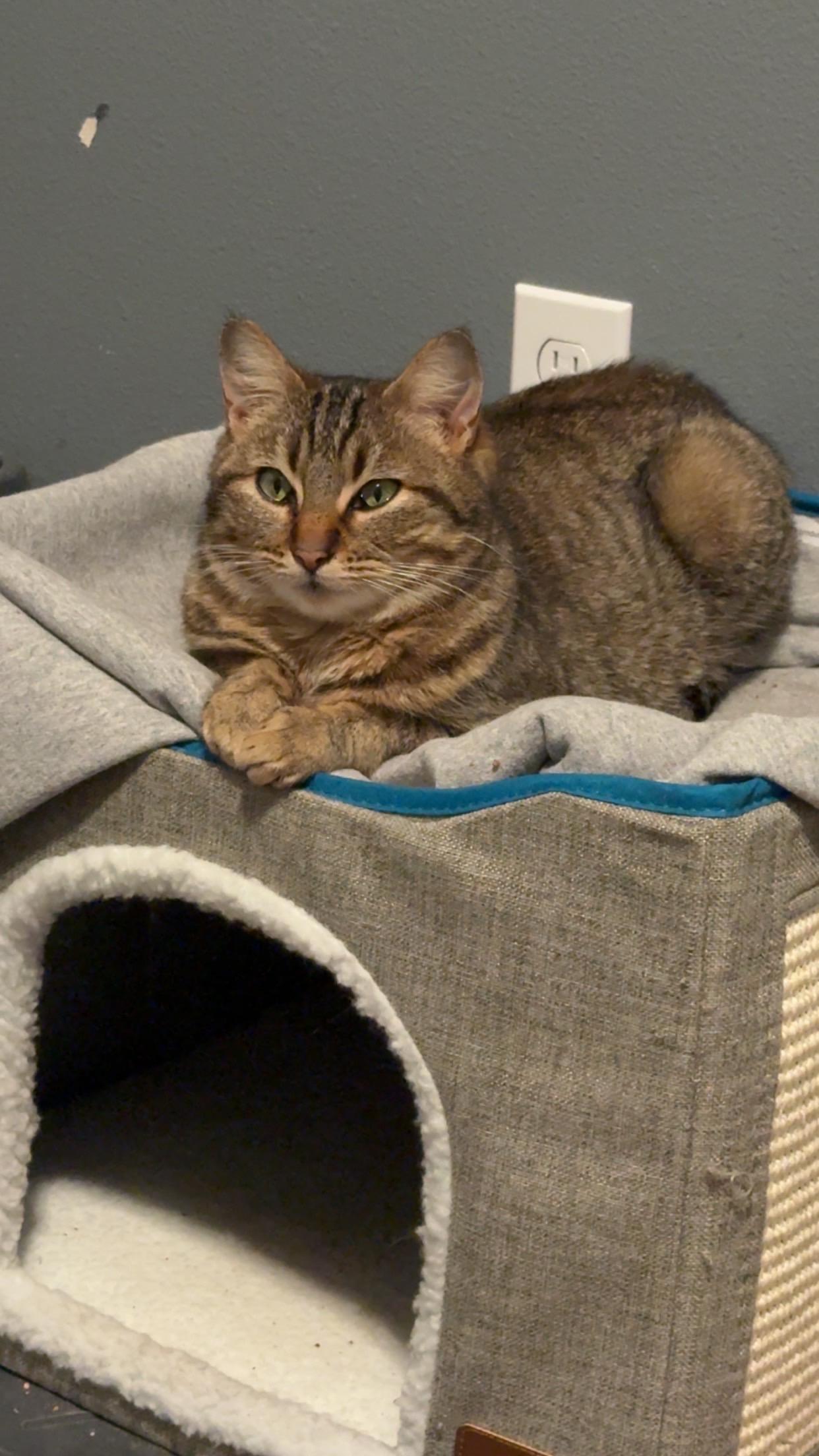 Willow, ADOPTABLE, Young Female Domestic Short Hair.