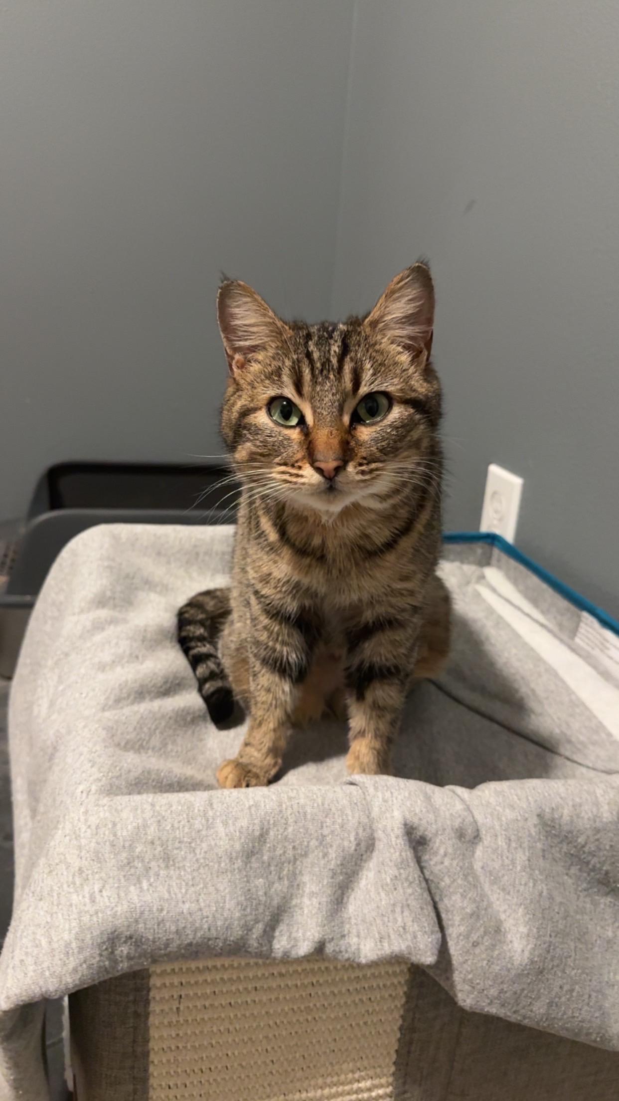 Enlarge Willow, a ADOPTABLE Domestic Short Hair in Rochester, WA image 4/4