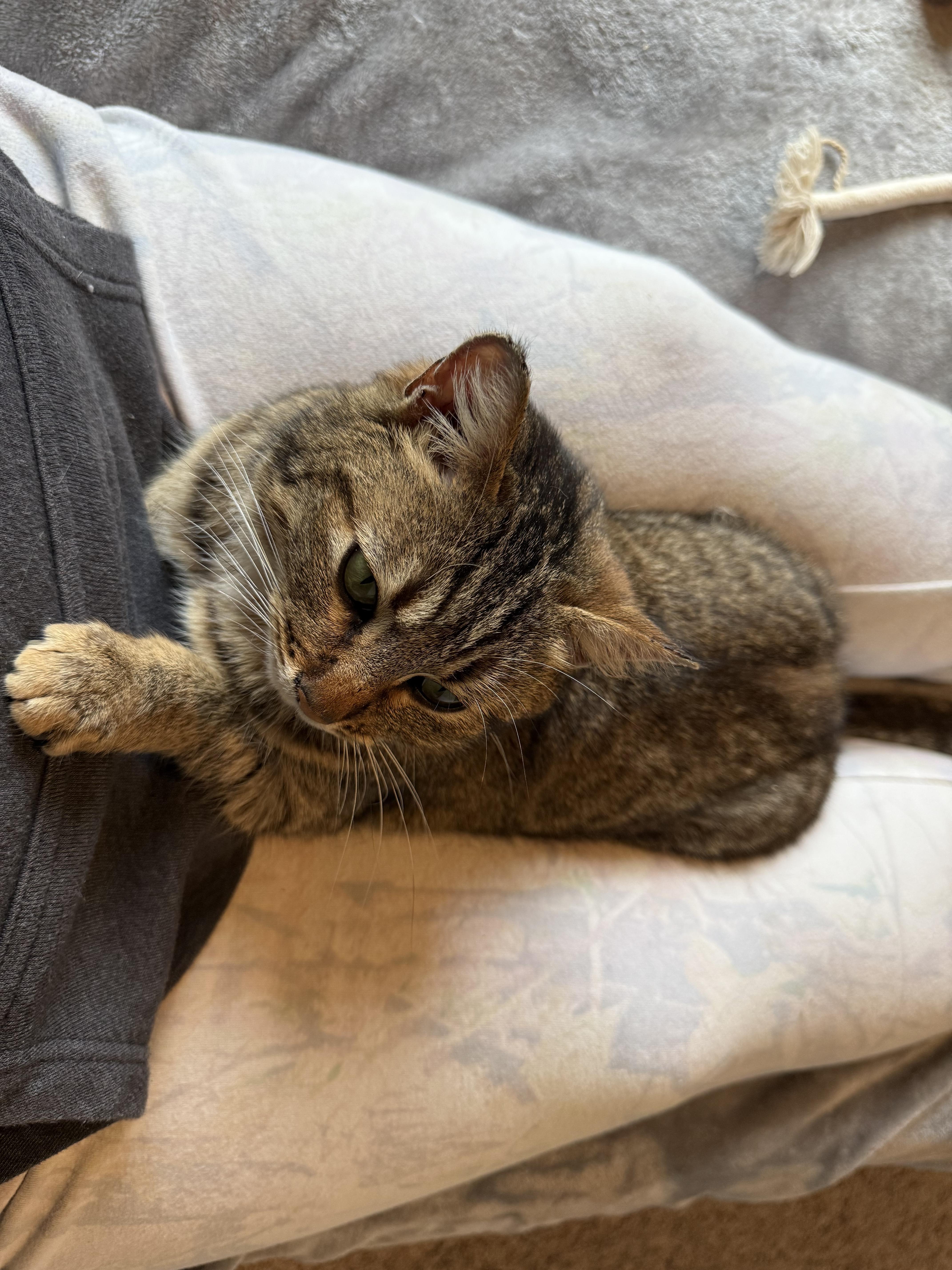 Enlarge Willow, a ADOPTABLE Domestic Short Hair in Rochester, WA image 2/4