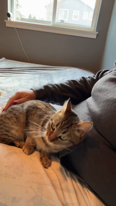 Enlarge Willow, a ADOPTABLE Domestic Short Hair in Rochester, WA video 3/4