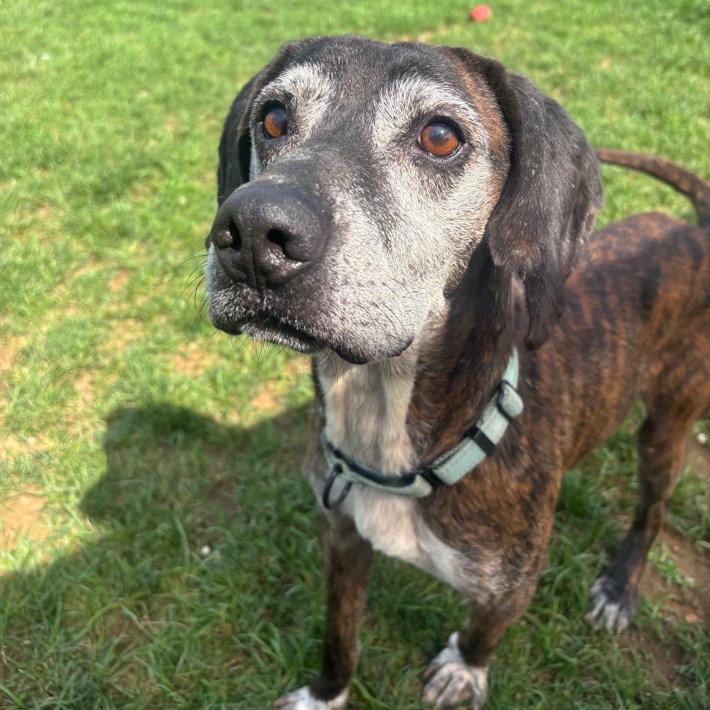 Dale, Adoptable, Senior Male Hound.