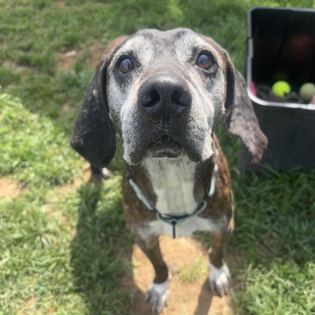 Enlarge Dale, a Adoptable Hound in Harrisonburg, VA image 2/6
