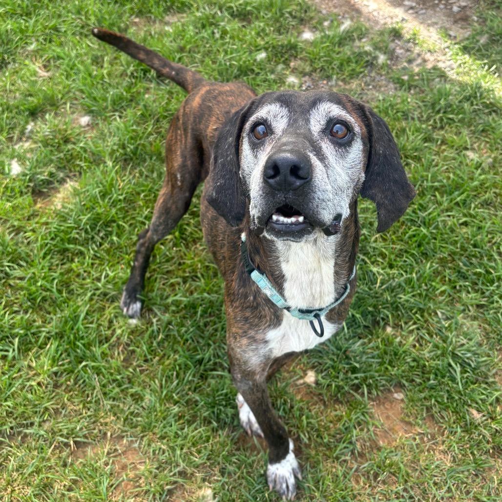 Enlarge Dale, a Adoptable Hound in Harrisonburg, VA image 3/6