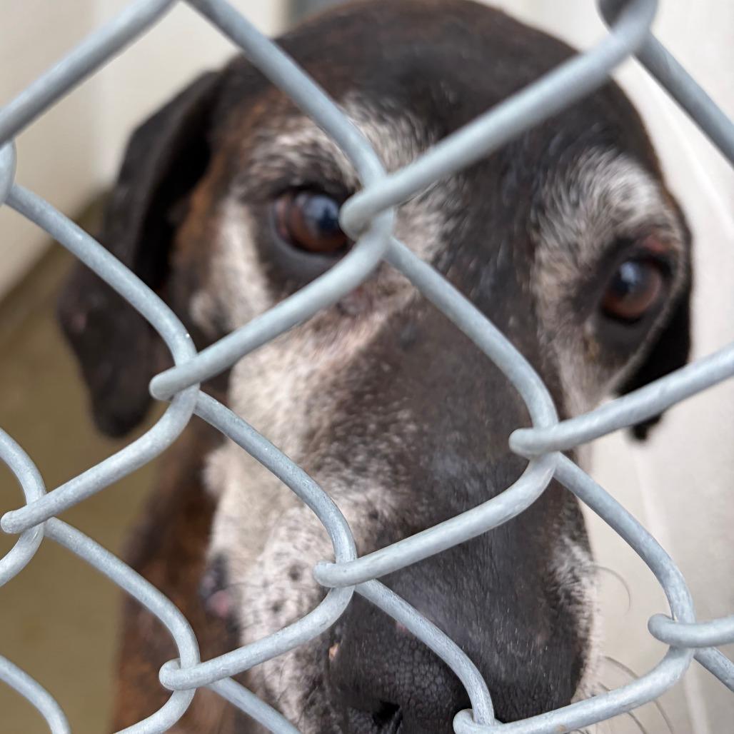 Enlarge Dale, a Adoptable Hound in Harrisonburg, VA image 4/6