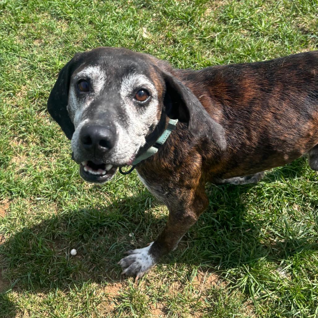 Enlarge Dale, a Adoptable Hound in Harrisonburg, VA image 5/6