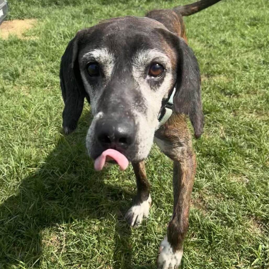 Enlarge Dale, a Adoptable Hound in Harrisonburg, VA image 6/6