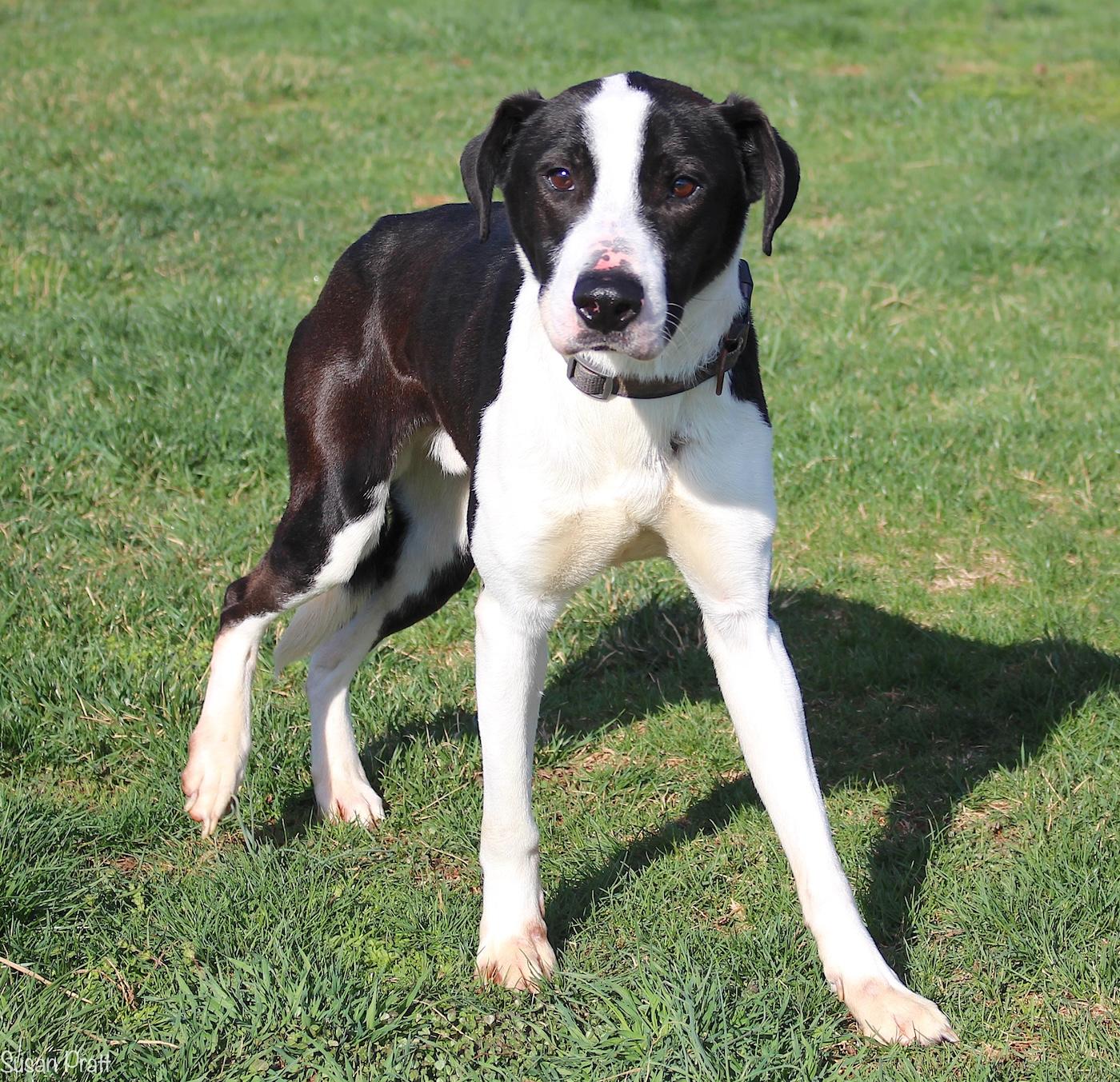 Enlarge Lo'ak, a ADOPTABLE mixed breed in Bedford, VA image 3/3