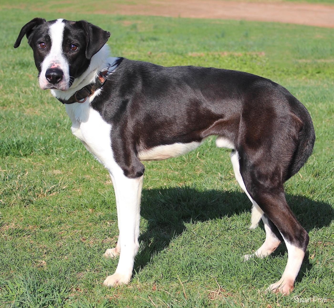 Enlarge Lo'ak, a ADOPTABLE mixed breed in Bedford, VA image 2/3