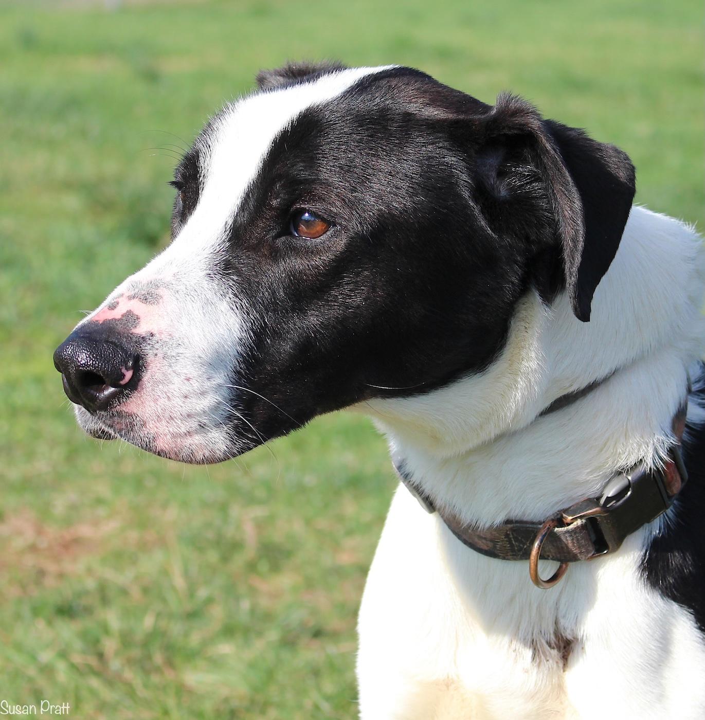Lo'ak, ADOPTABLE, Adult Male Labrador Retriever & Hound.