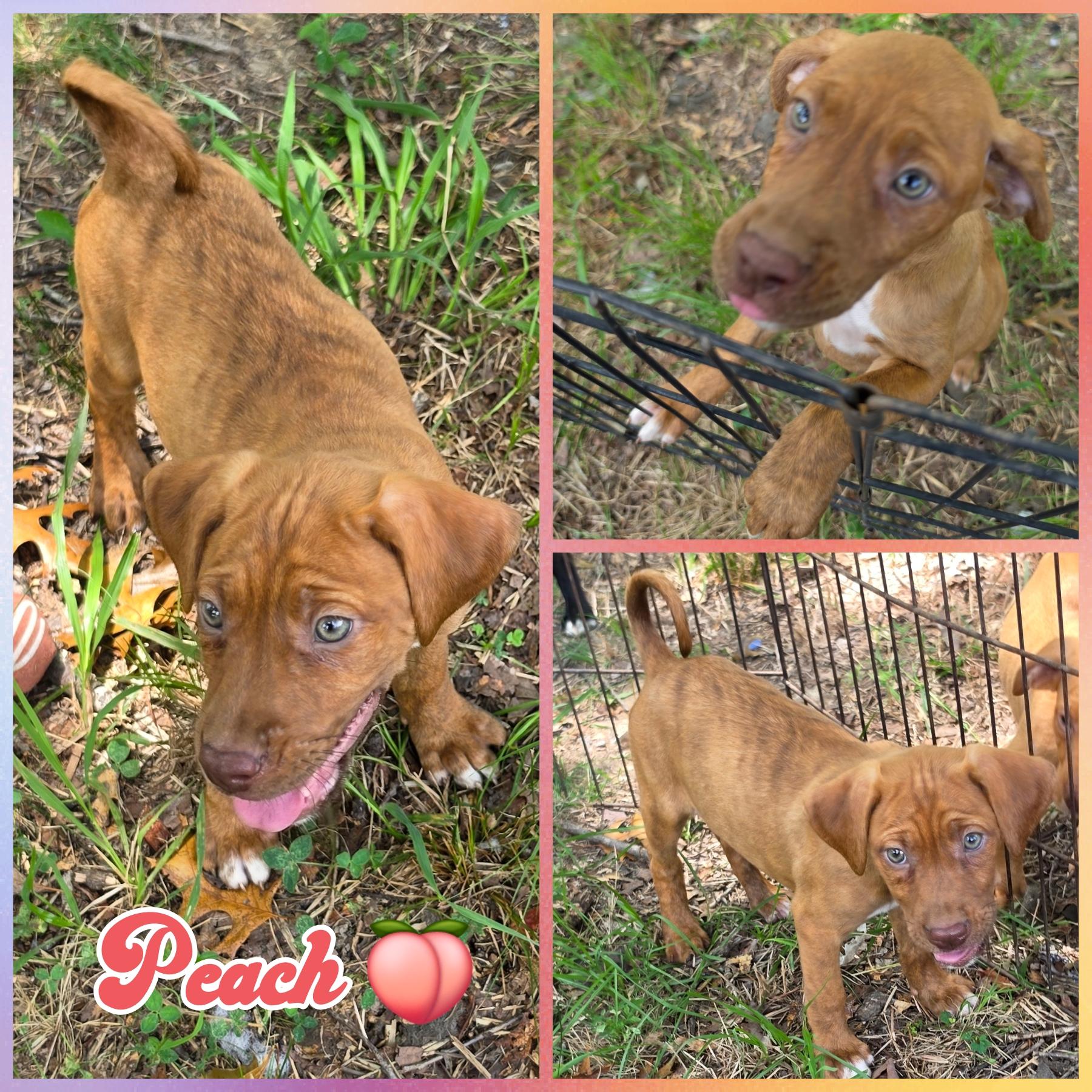 Peach, adopted, Puppy Female Labrador Retriever.