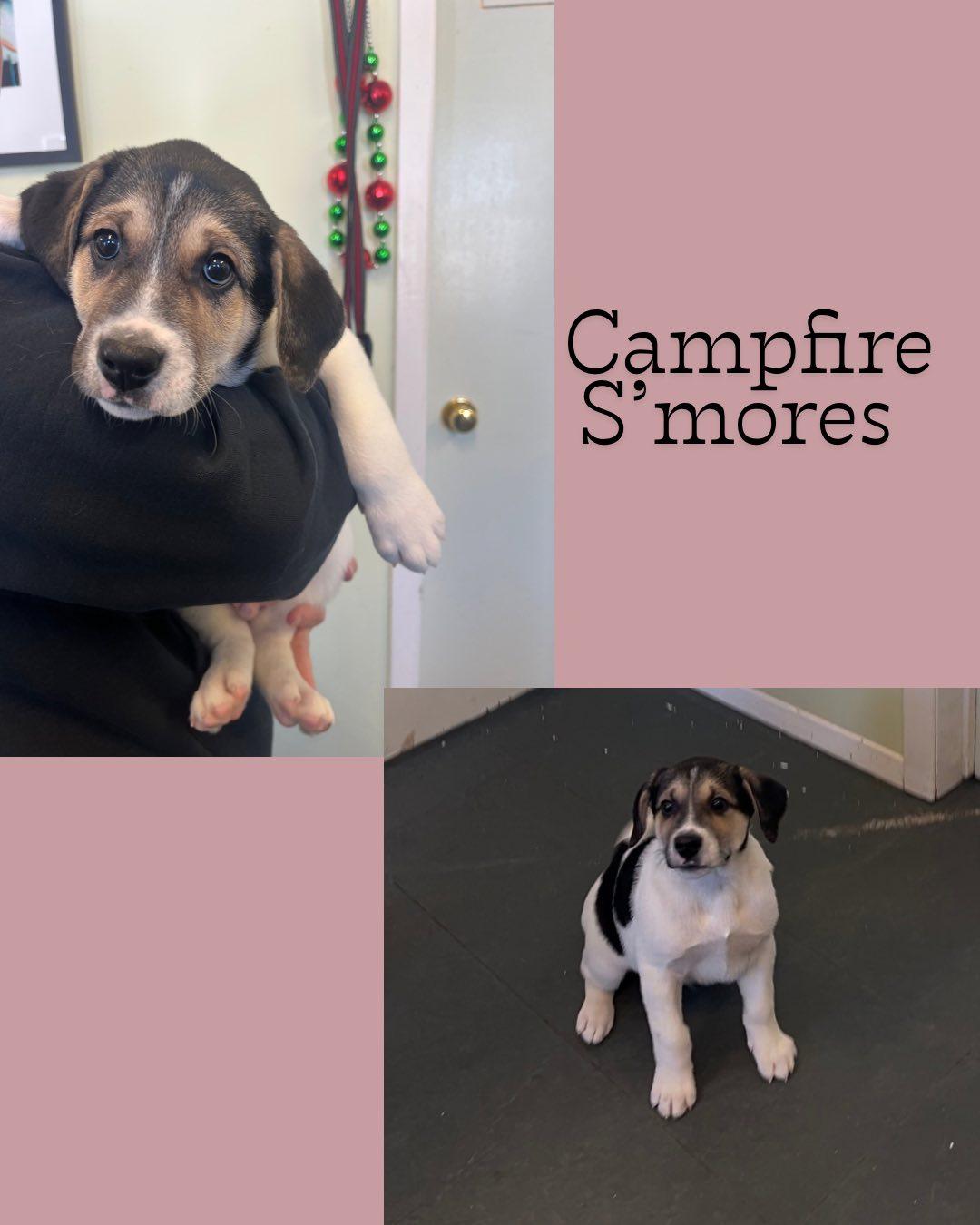 Campfire Smore, ADOPTABLE, Puppy Male American Foxhound.