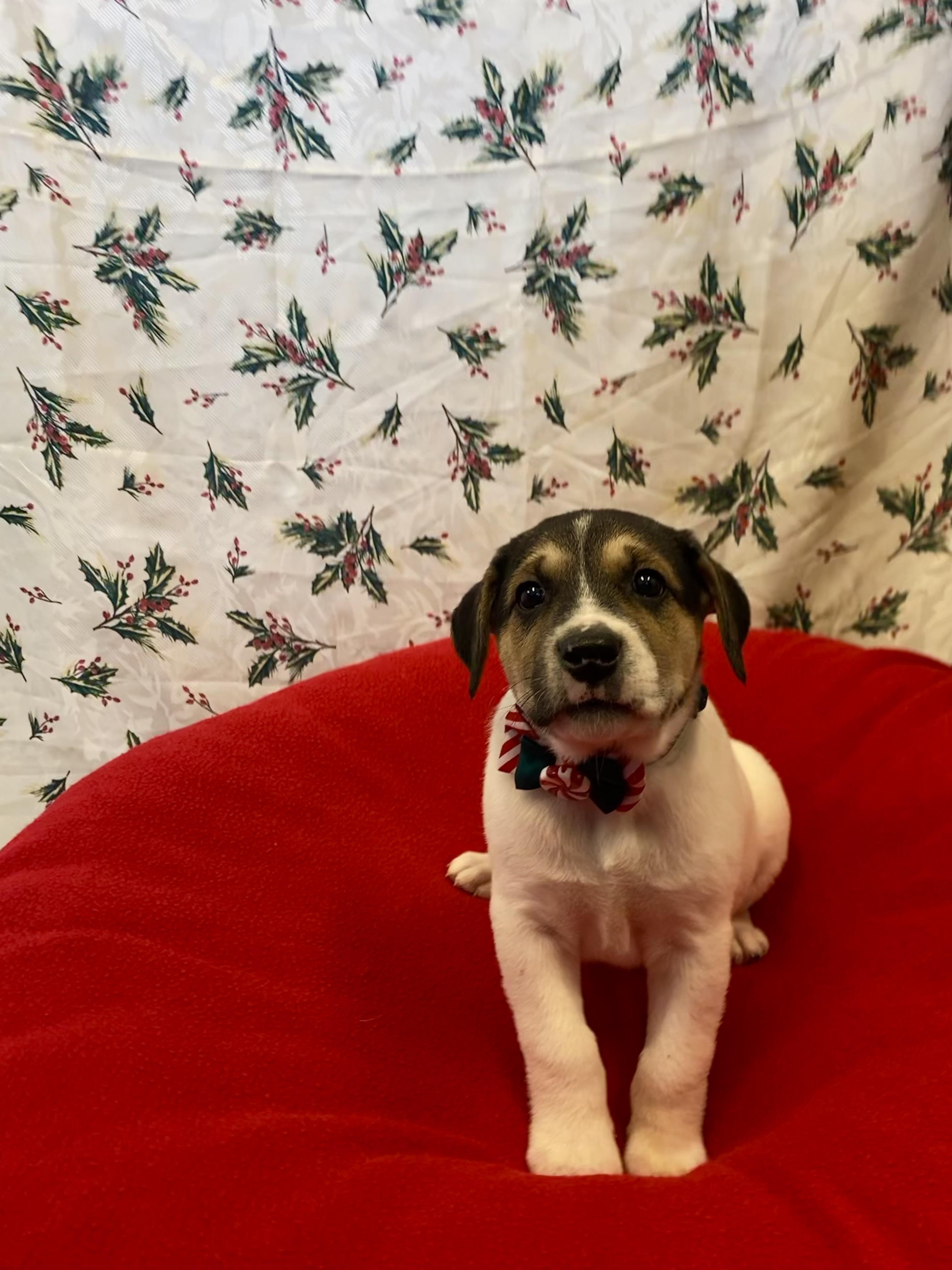 Campfire Smore, a ADOPTABLE mixed breed in Port Perry, ON image 2/2