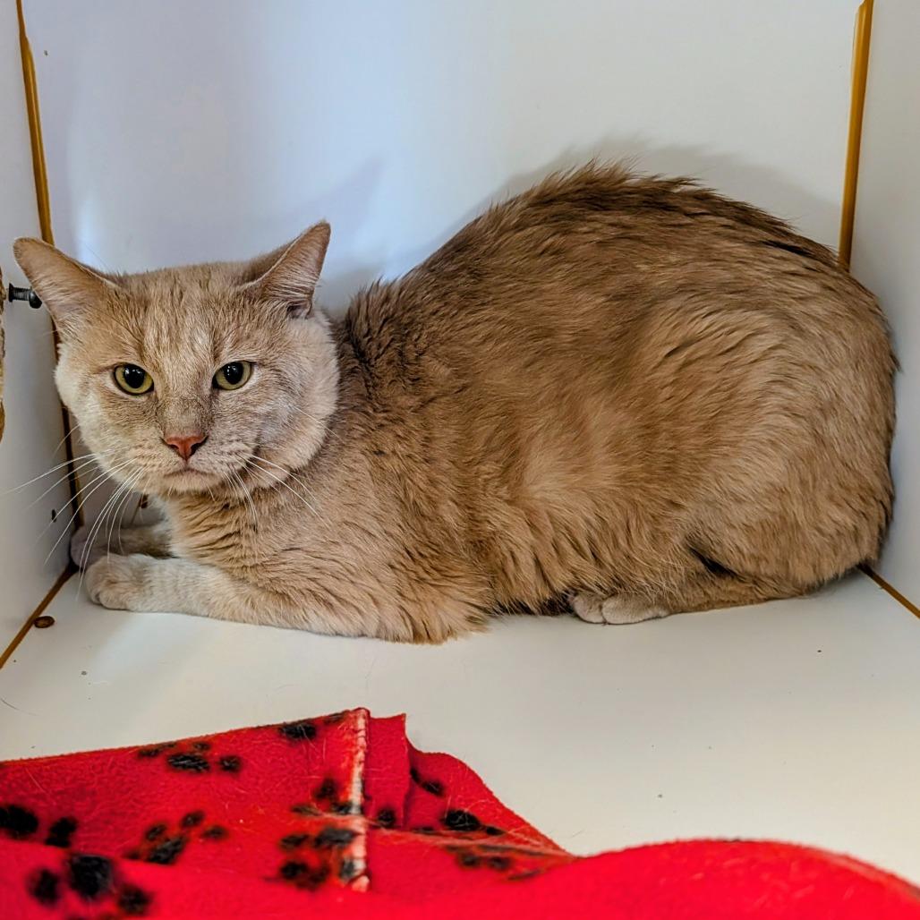 Isaac, Adoptable, Adult Male Domestic Short Hair.
