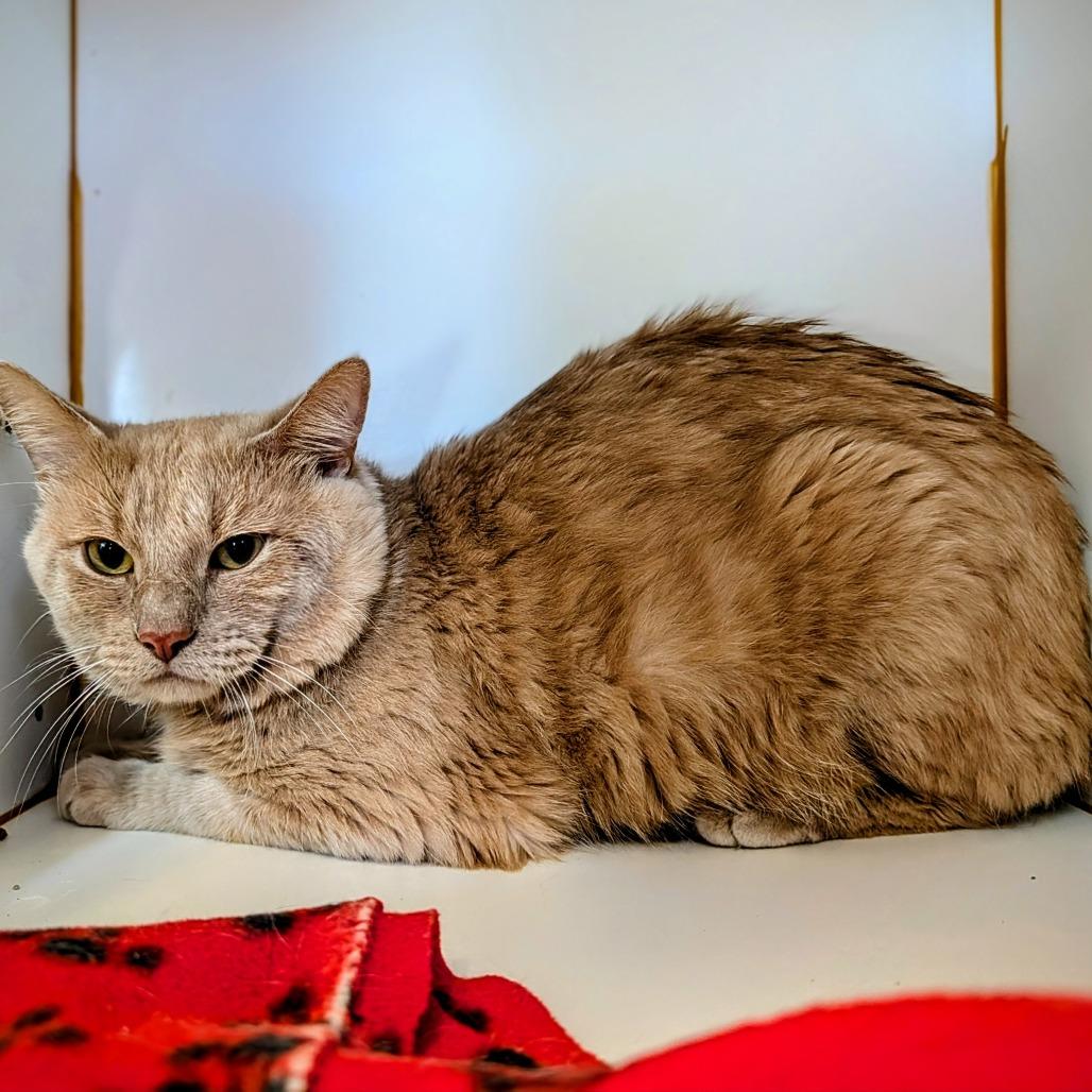 Enlarge Isaac, a Adoptable Domestic Short Hair in Delaware, OH image 2/6
