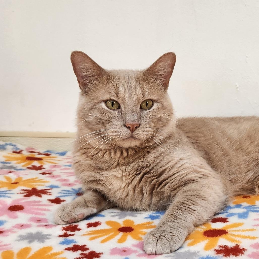 Enlarge Isaac, a Adoptable Domestic Short Hair in Delaware, OH image 3/6