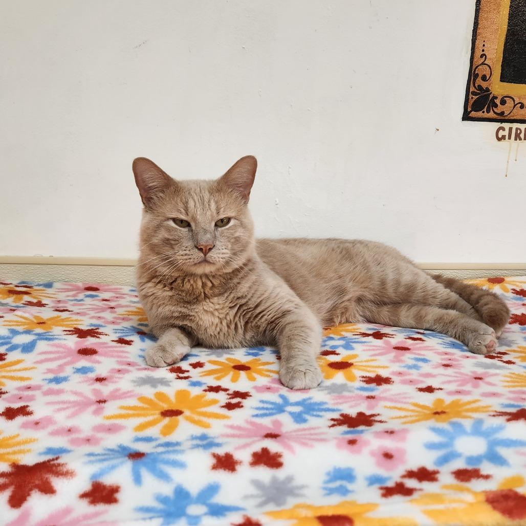 Enlarge Isaac, a Adoptable Domestic Short Hair in Delaware, OH image 5/6