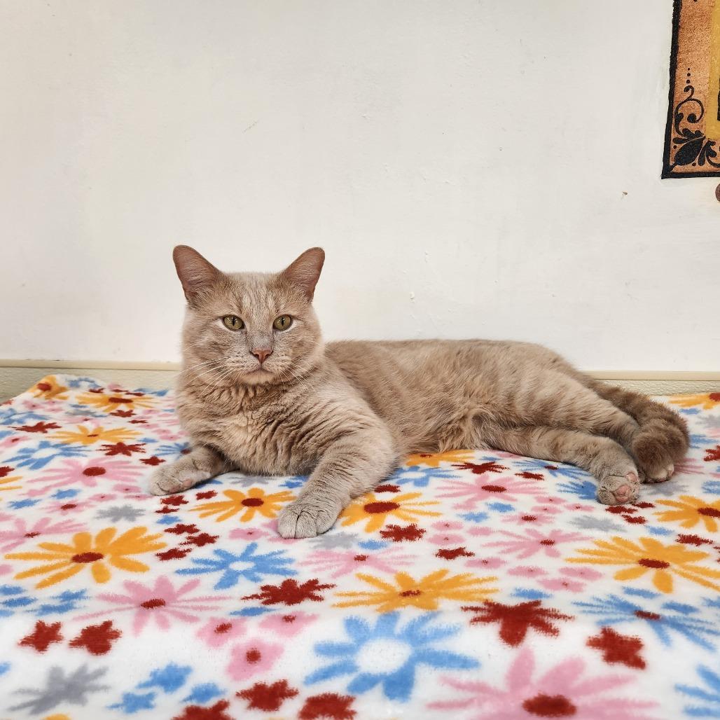 Enlarge Isaac, a Adoptable Domestic Short Hair in Delaware, OH image 6/6