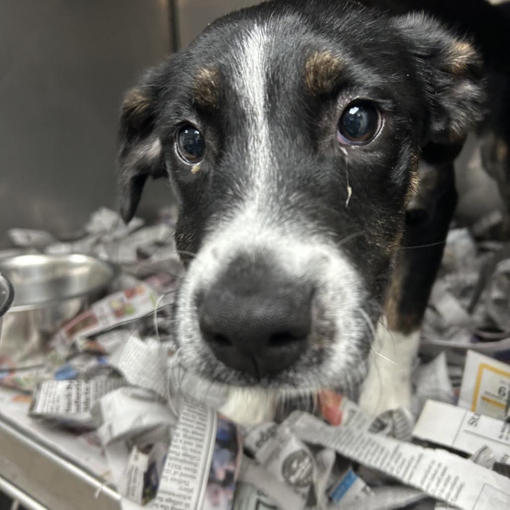 Callie, Adoptable, Puppy Female Labrador Retriever & Pit Bull Terrier.