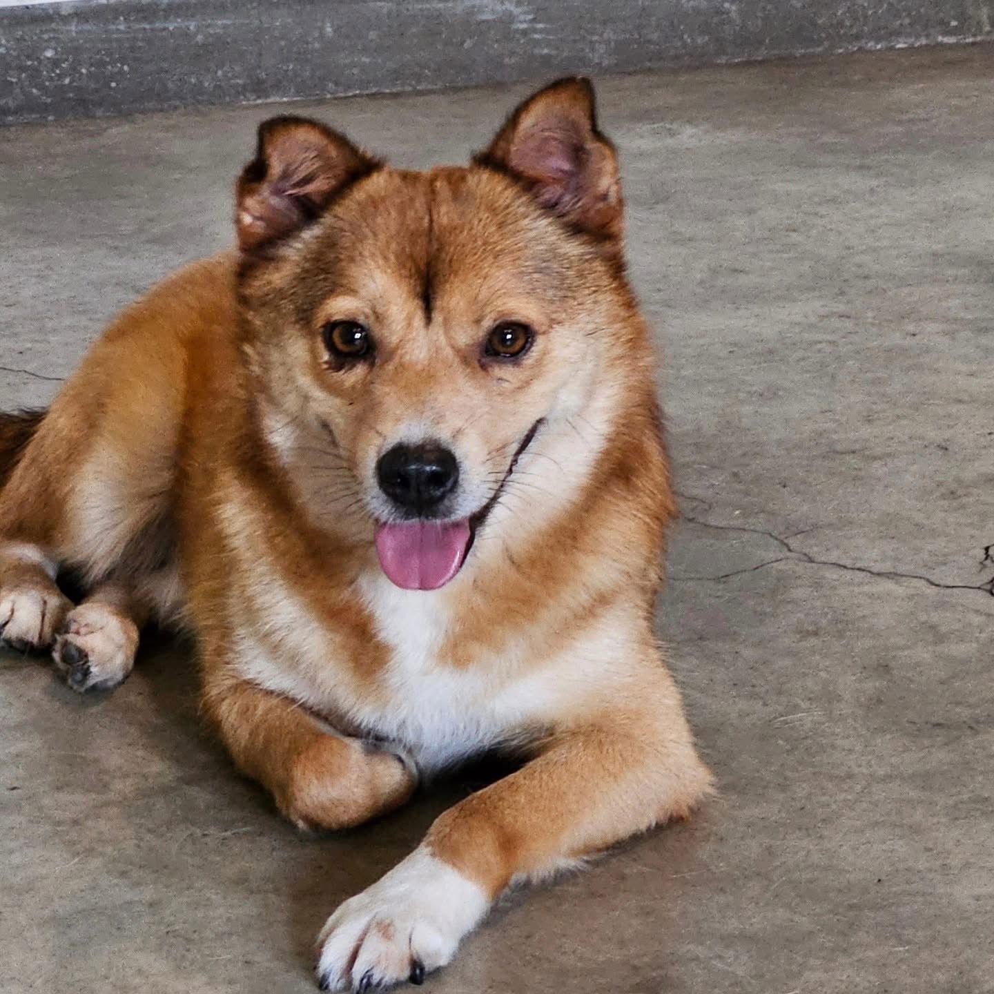 Enlarge BAMTOL, a Adopted mixed breed in Agoura Hills, CA image 1/3