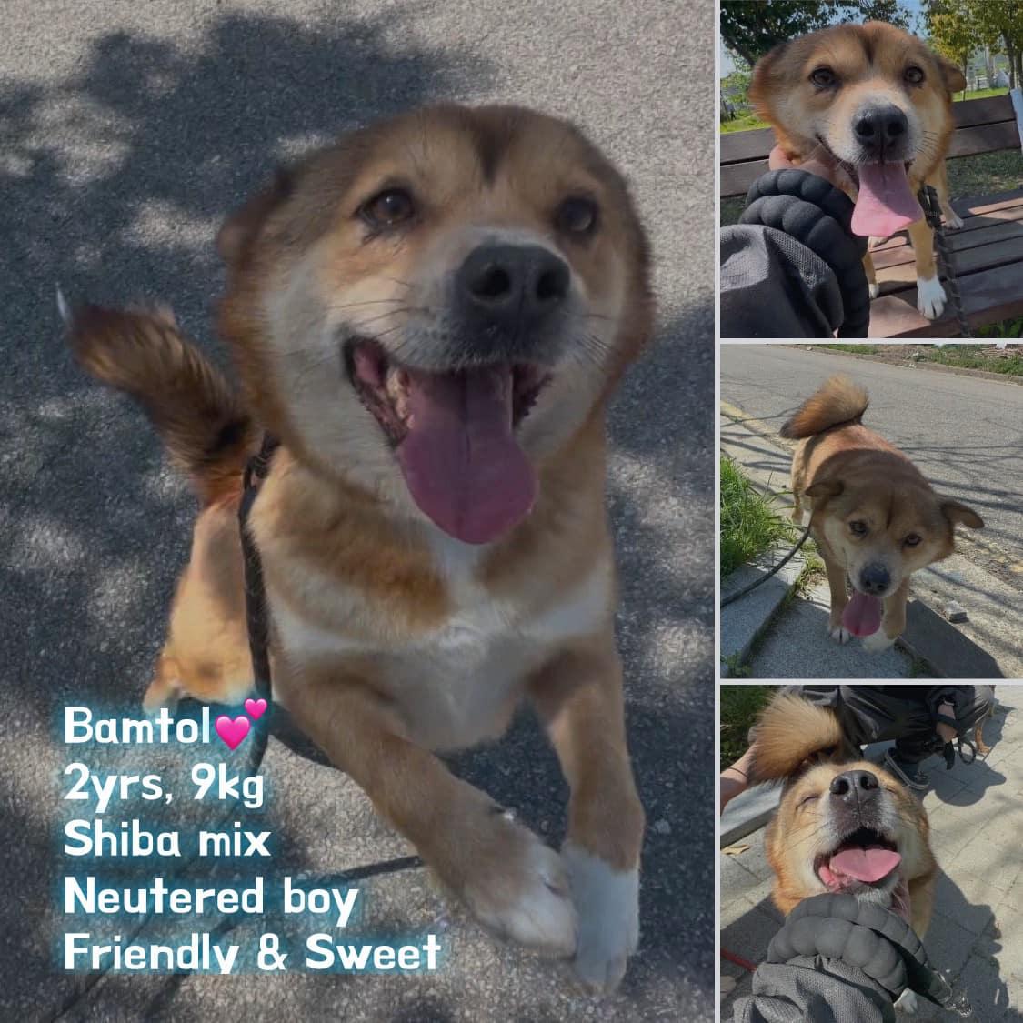 Enlarge BAMTOL, a Adopted mixed breed in Agoura Hills, CA image 2/3