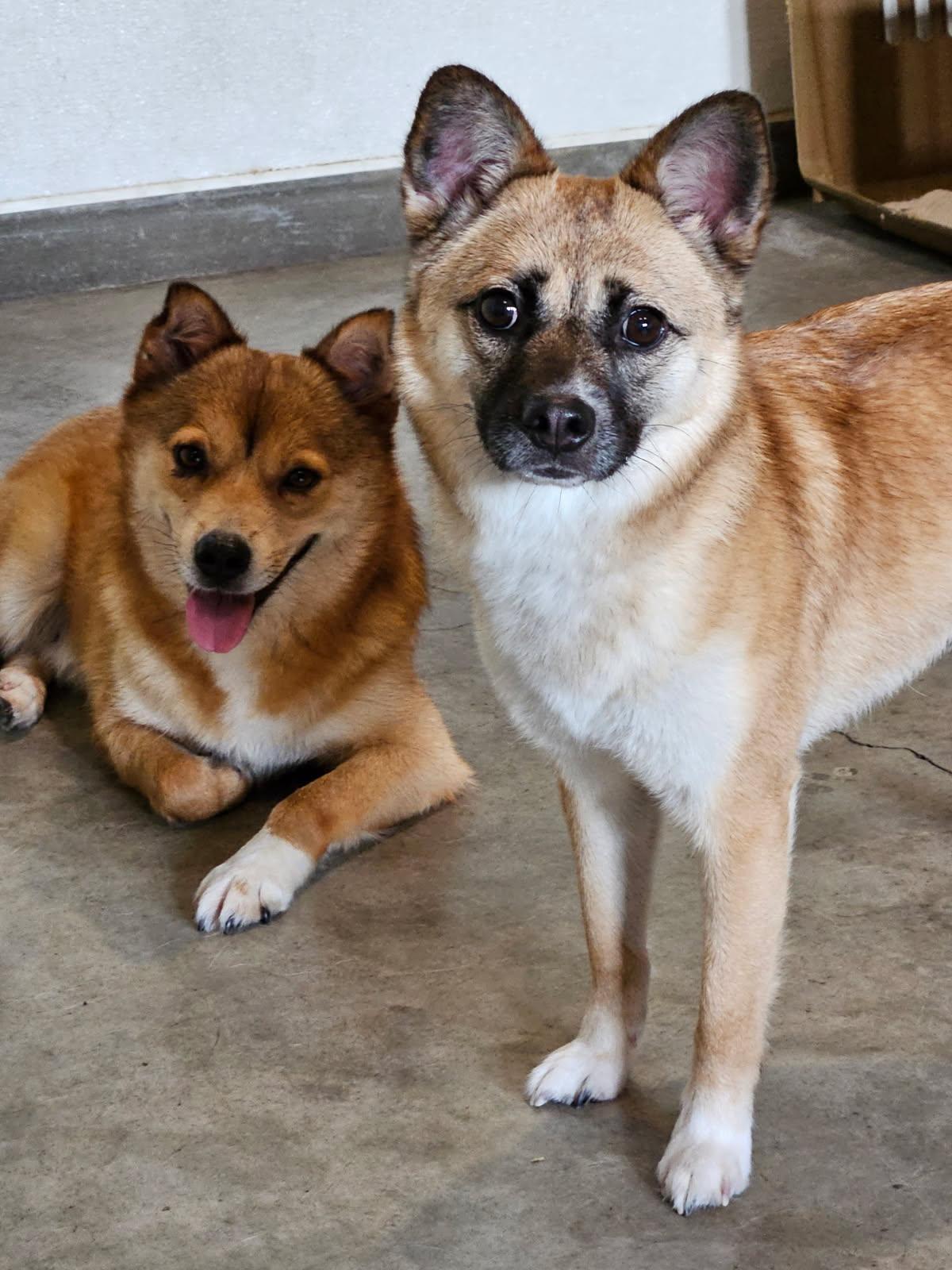 Enlarge BAMTOL, a Adopted mixed breed in Agoura Hills, CA image 3/3