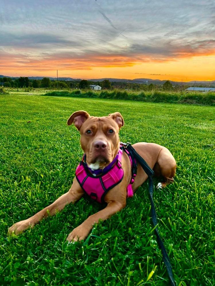 Pikachu, Adoptable, Adult Female Pit Bull Terrier.
