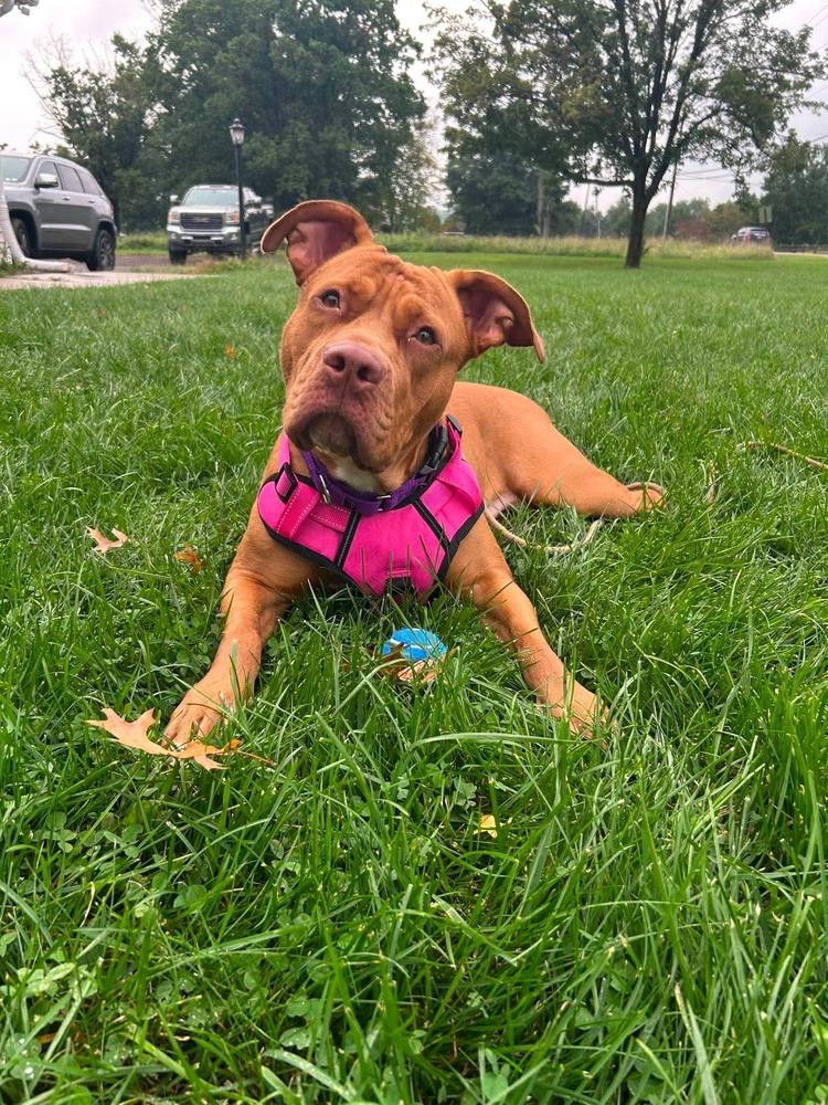 Enlarge Pikachu, a Adoptable mixed breed in Franklinville, NJ image 2/6