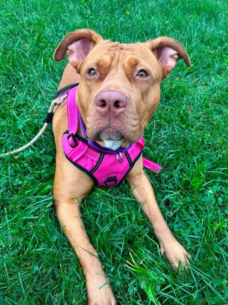 Enlarge Pikachu, a Adoptable mixed breed in Franklinville, NJ image 3/6