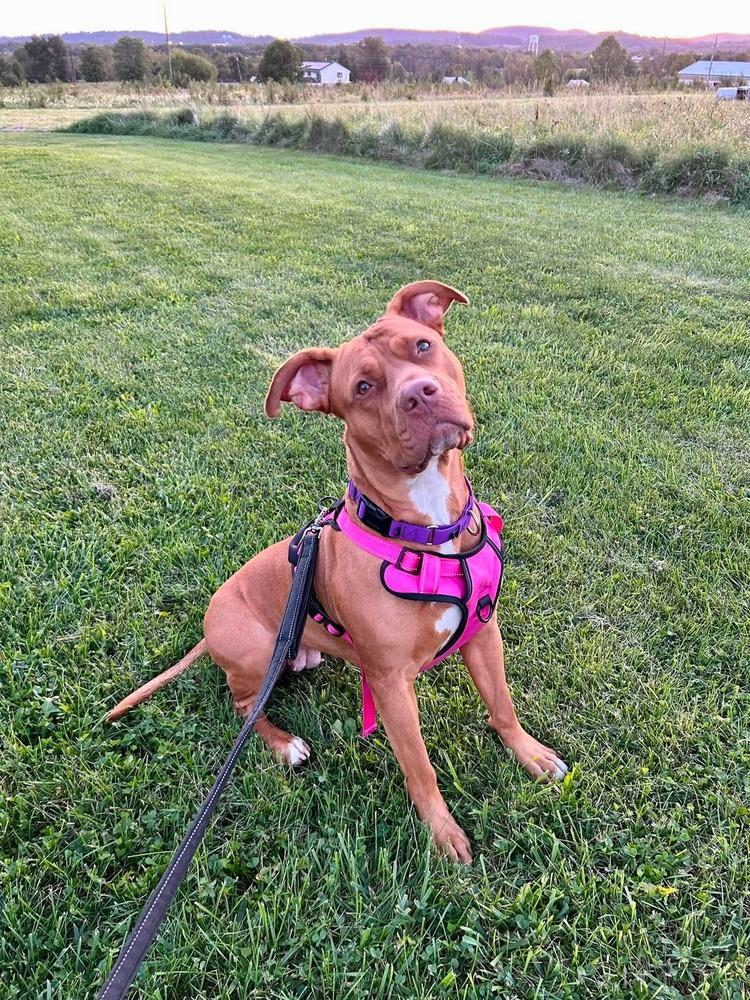 Enlarge Pikachu, a Adoptable mixed breed in Franklinville, NJ image 4/6