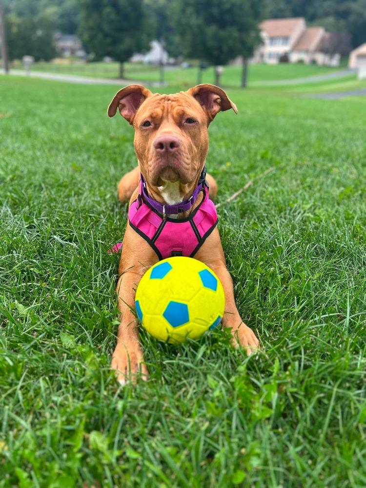 Enlarge Pikachu, a Adoptable mixed breed in Franklinville, NJ image 5/6