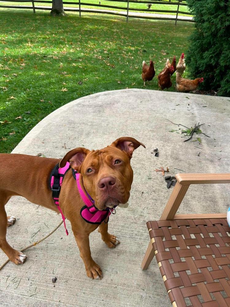 Enlarge Pikachu, a Adoptable mixed breed in Franklinville, NJ image 6/6