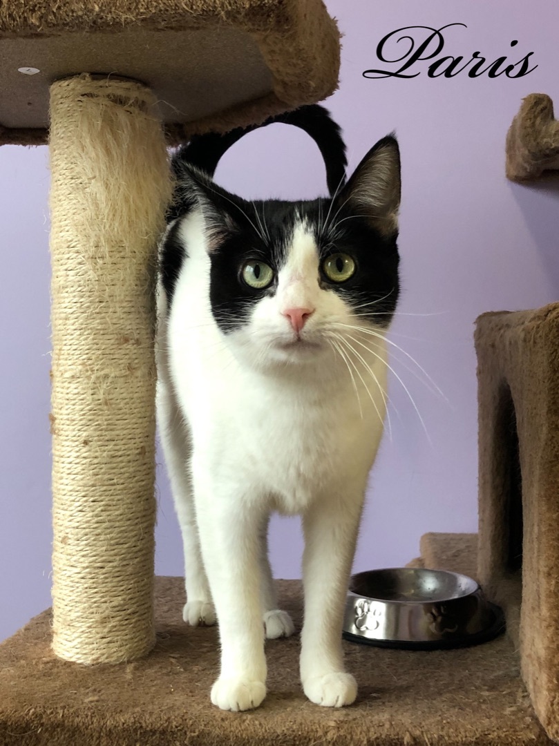 Paris, Adoptable, Adult Female Domestic Short Hair.