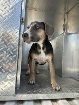 Enlarge Rogue, a Adoptable mixed breed in Cibolo, TX image 2/2